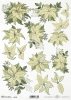 poinsecja, gwiazda betlejemska*poinsettia*Weihnachtsstern*flor de Pascua